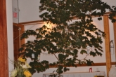 Katina Ceremony on 27 and 28 October 2013